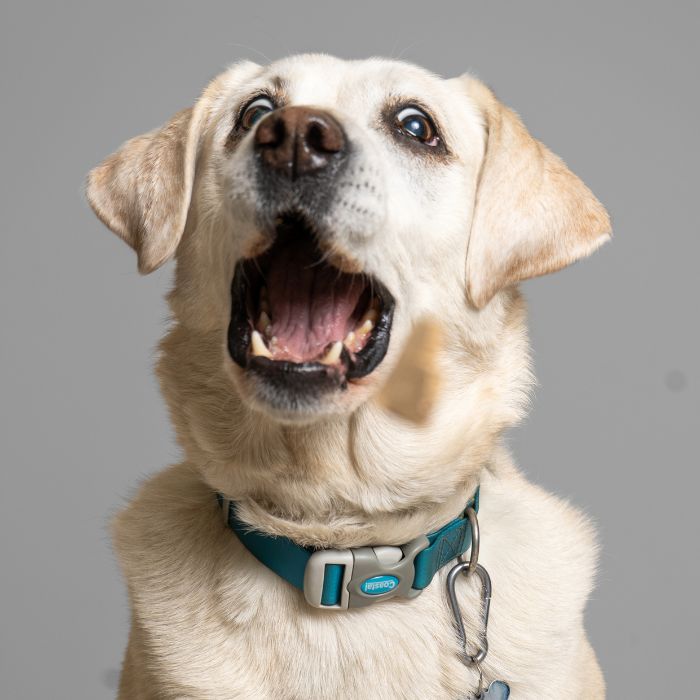 dog showing teeth