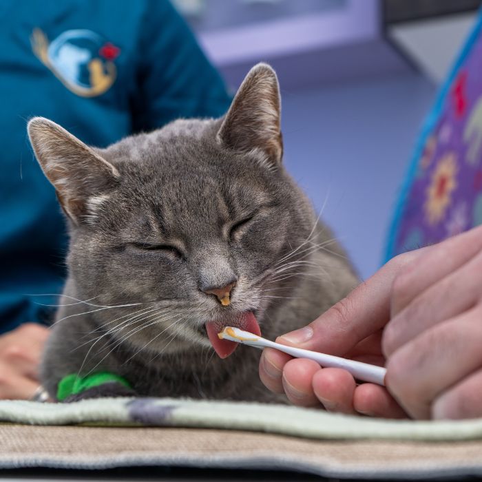 a cat taking medical services