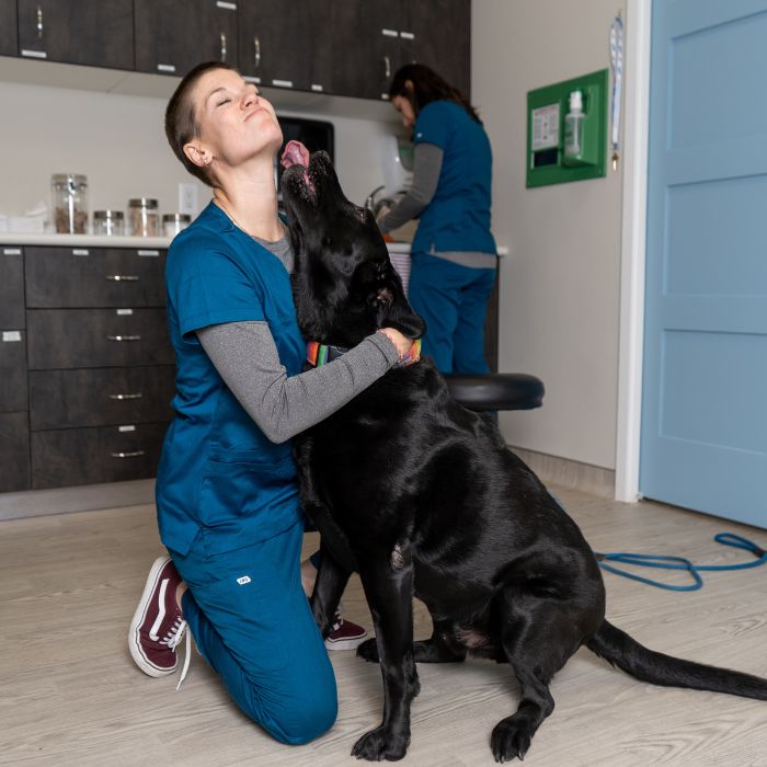a black dog with vet