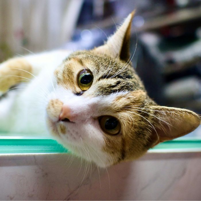 A cat laying down and staring directly at the camera.