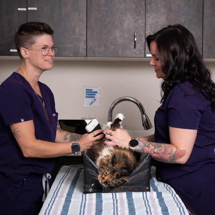 two vets performing an ultrasound on a cat.