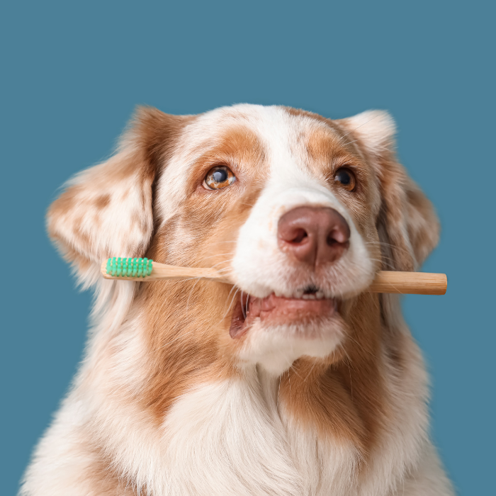 a black dog with its tongue out