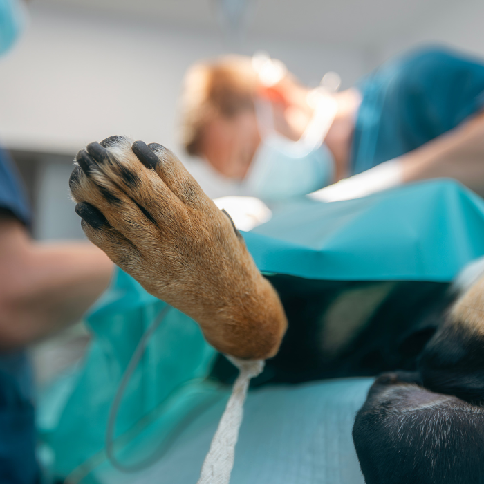 a black dog with vet